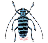 Anoplophora medembachi (Malaysia)